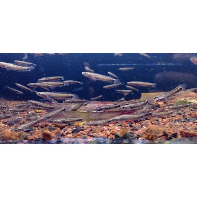 beby orna yl redfin3-4cm