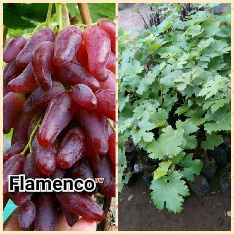 bibit anggur Flamenco import stek batang