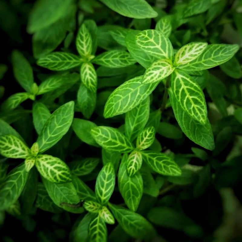 Hygrophila Polysperma sunset ( Tanaman Aquascape Tanpa Co2 )