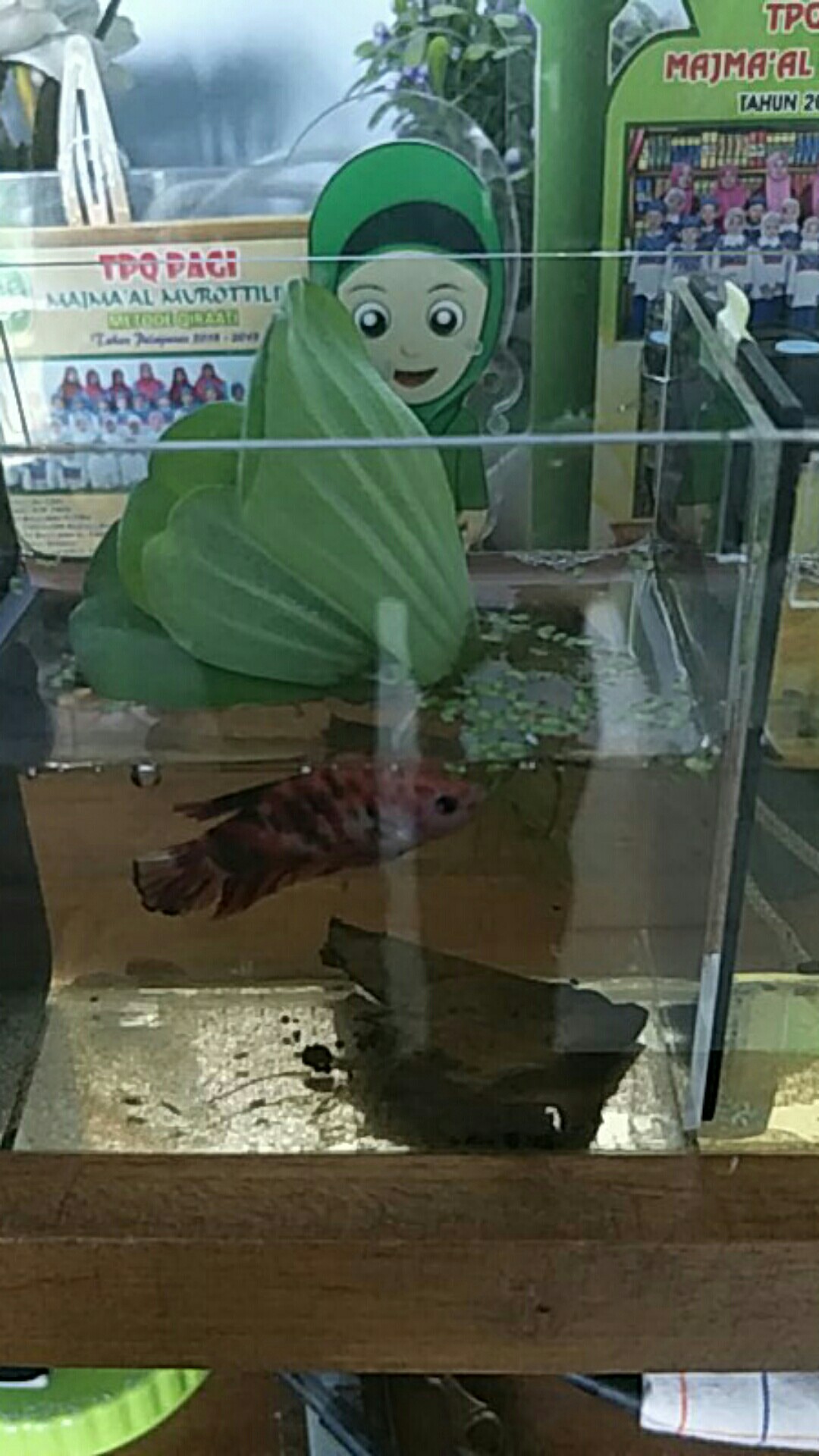 Ganggang Air Kolam Aquarium Aquascape