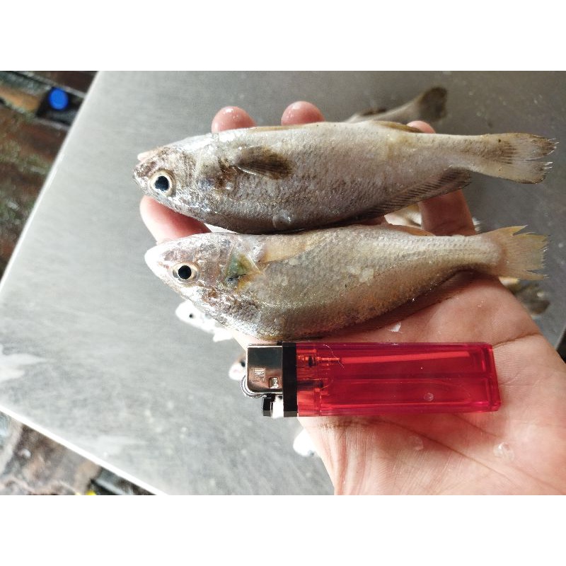

Ikan Samge Kecil Segar 1~Kilogram