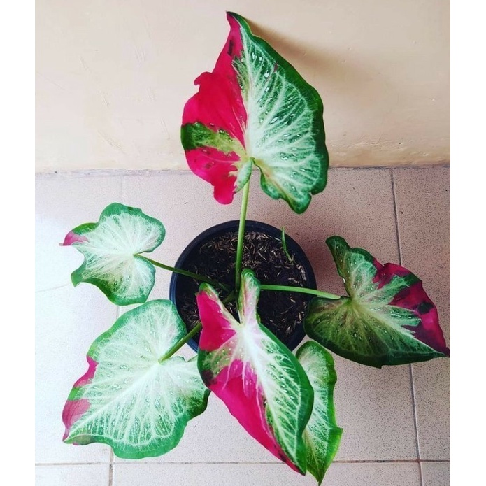 Keladi Cat Tumpah Tanaman Hias Keladi Cat Tumpah Remaja Murah