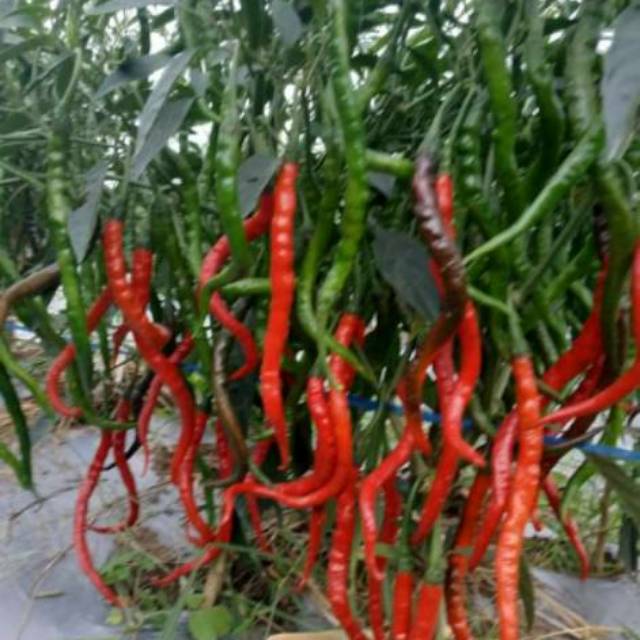 Bibit benih cabe PATEN 41bks