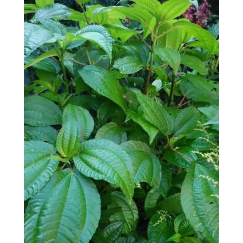 

Daun Pohpohan Segar 1 KG