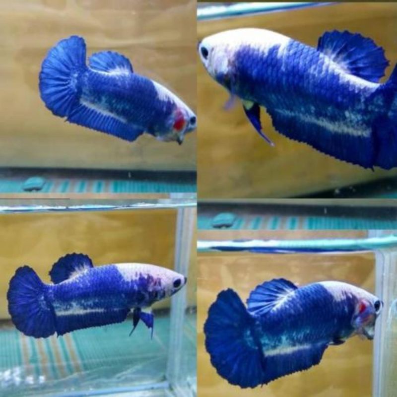 ikan cupang blue panda Indukan