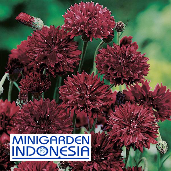 BENIH BUNGA CORNFLOWER BLACKBALL ECER 10 BIJI bibit bunga tanaman hias import f1 Mr.Fothergills