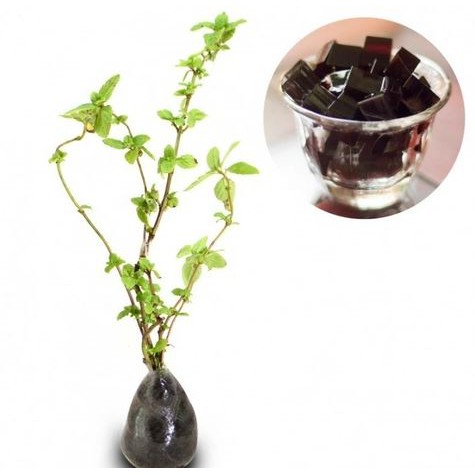 JANGGELAN CINCAU HITAM