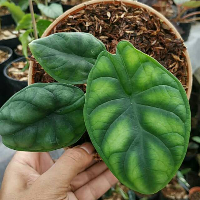 alocasia baginda dragon scale Shopee Indonesia