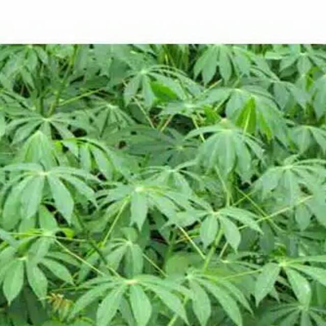 

Daun Ketela Segar