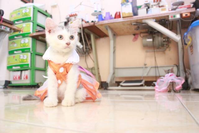 Baju kucing lucu model dress orange untuk kucing dan anjing / baju kucing terlaris size S M L XL