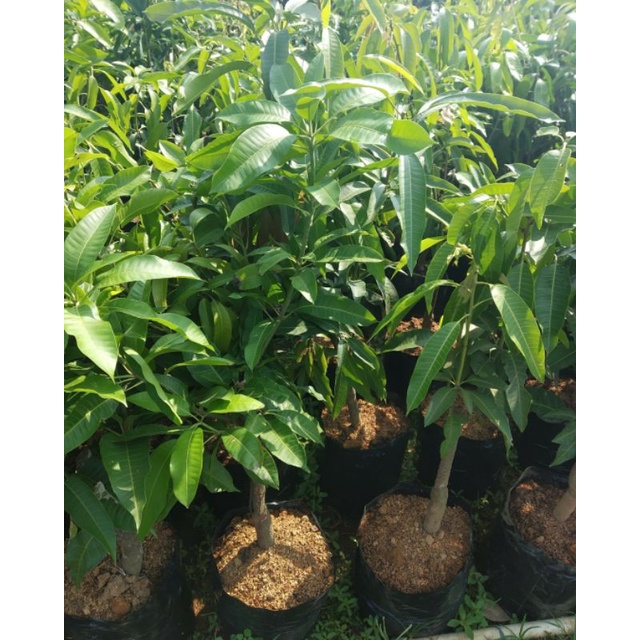 Bibit mangga mahatir Super Besar