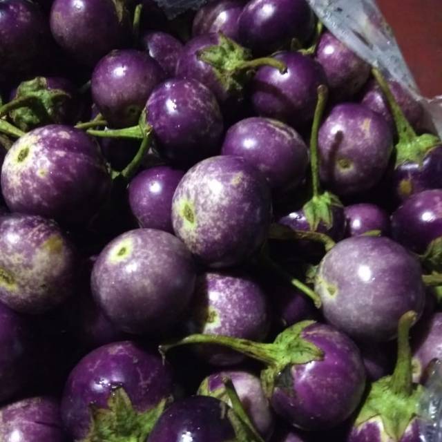 

Terong bulat lalapan