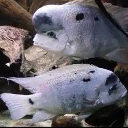 Ikan Cichlid Vieja Argantea Silver Cichlid Uk 5-6cm