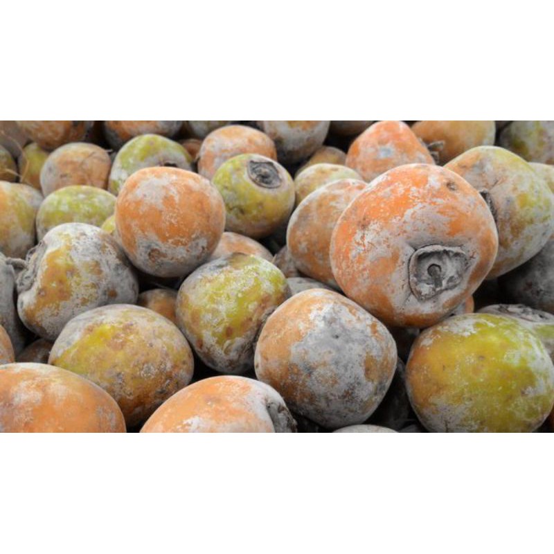 Per Kg Buah Kesemek Buah Tledung Persimmons Manis Segar Shopee Indonesia