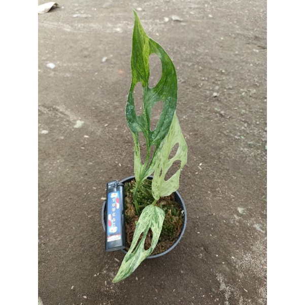 janda bolong varigata,janbol varigata, janbol ekonomis