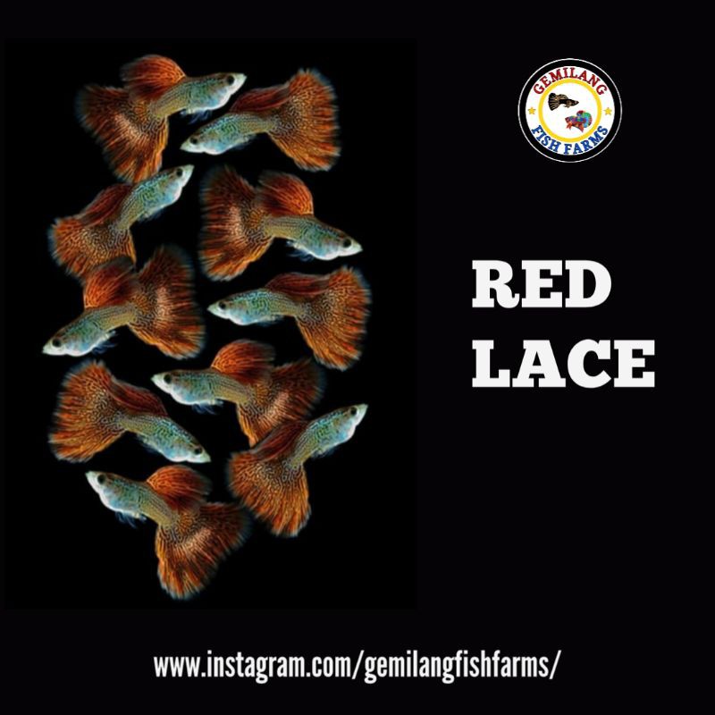 Ikan Guppy Red Lace