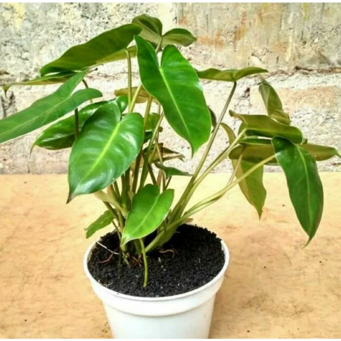 TANAMAN PHILODENDRON BREKELE | TANAMAN PHILODENDROON BREKELE