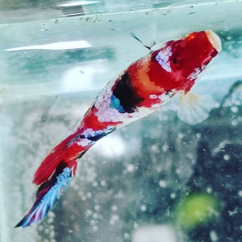 IKAN CUPANG HIAS YELLOW BASE MULTICOLOUR SEPASANG INDUKAN TOP GRADE PROMO AKHIR TAHUN