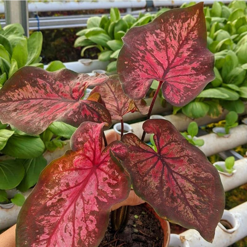 Caladium Kurusetra cantik / bunga Caladium kurusetra / Tanaman hidup Caladium / Caladium kurusetra cantik / Caladium kurusetra Berkualitas / Caladium kurusetra bisa cod