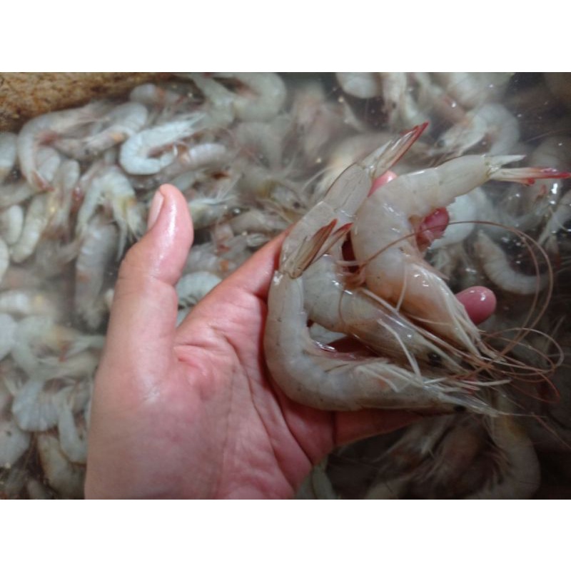 

SEFOOD TERMURAH - UDANG PECI BEKU DAN SEGAR 1KG