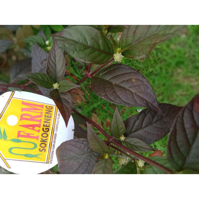 bibit cutting stek bunga suweng suwengan daun merah