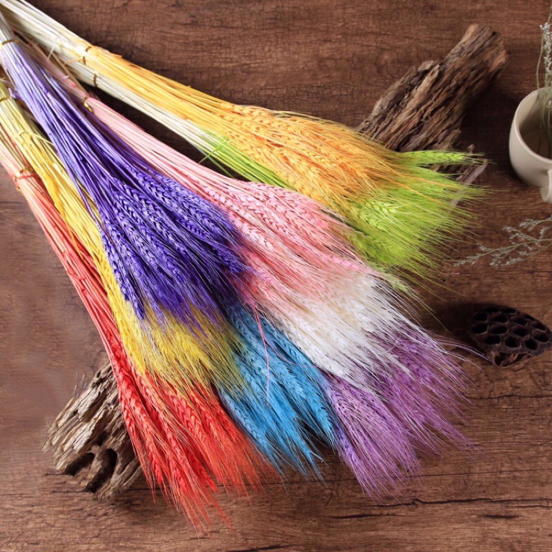 (NEW COLOUR) Gandum kering/ Gandum kering import/ bunga kering import