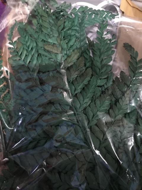 Daun Pakis Kering Warna Hijau