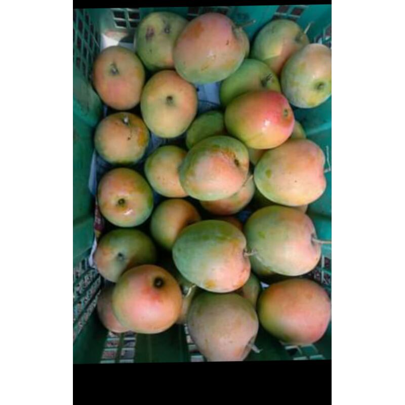 

mangga gedong gincu 1 kg