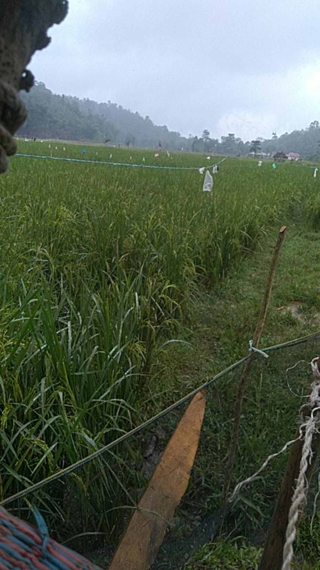 Batik Pria Hem Sutra Lapis Furing Istimewa Batik Lengan Pendek Kreep Terbaru