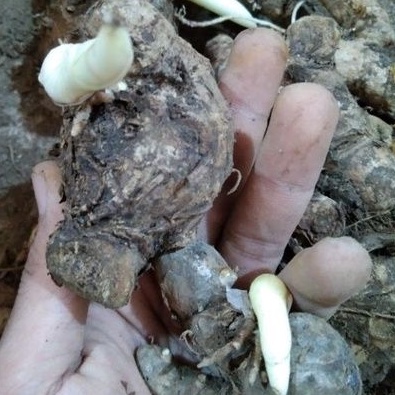 

1kg temulawak bibit super jumbo pilihan / temulawak