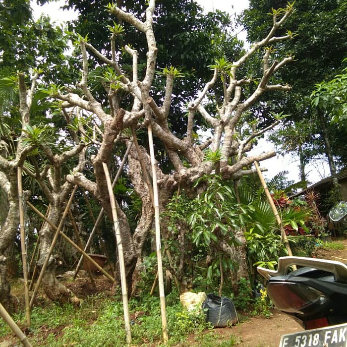 Promo Kamboja fosil - pohon kamboja fosil