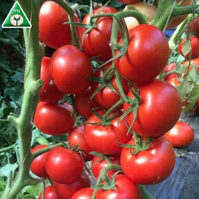 BIJI BENIH BIBIT TOMAT HYBRID F1 5 SEED