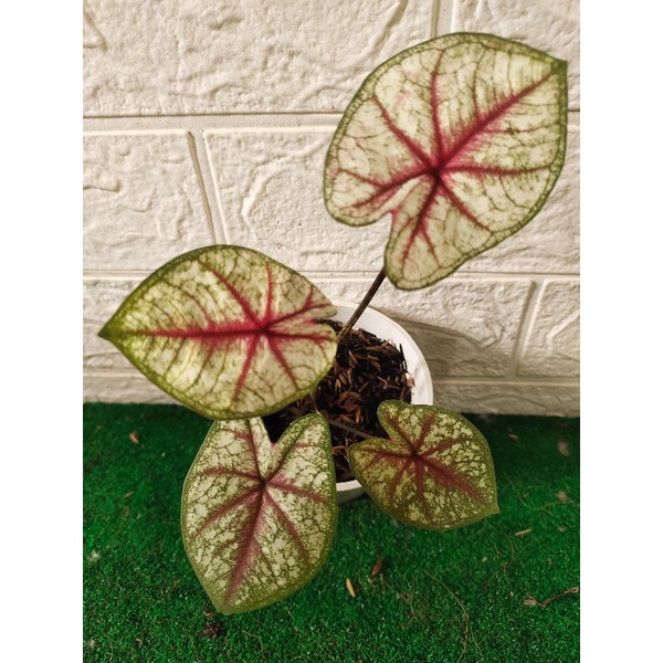 keladi hybrid tulang merah