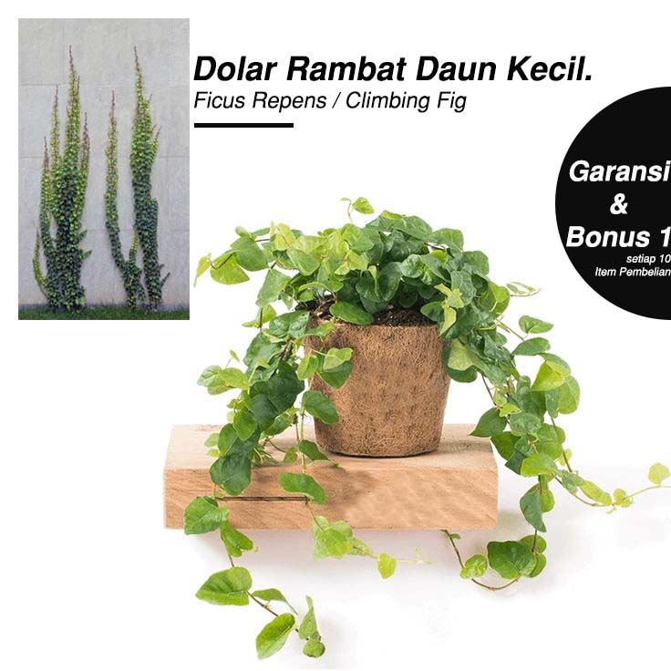 Jual Tanaman Hias Daun Dolar Rambat | Dollar Rambat Daun Kecil ...