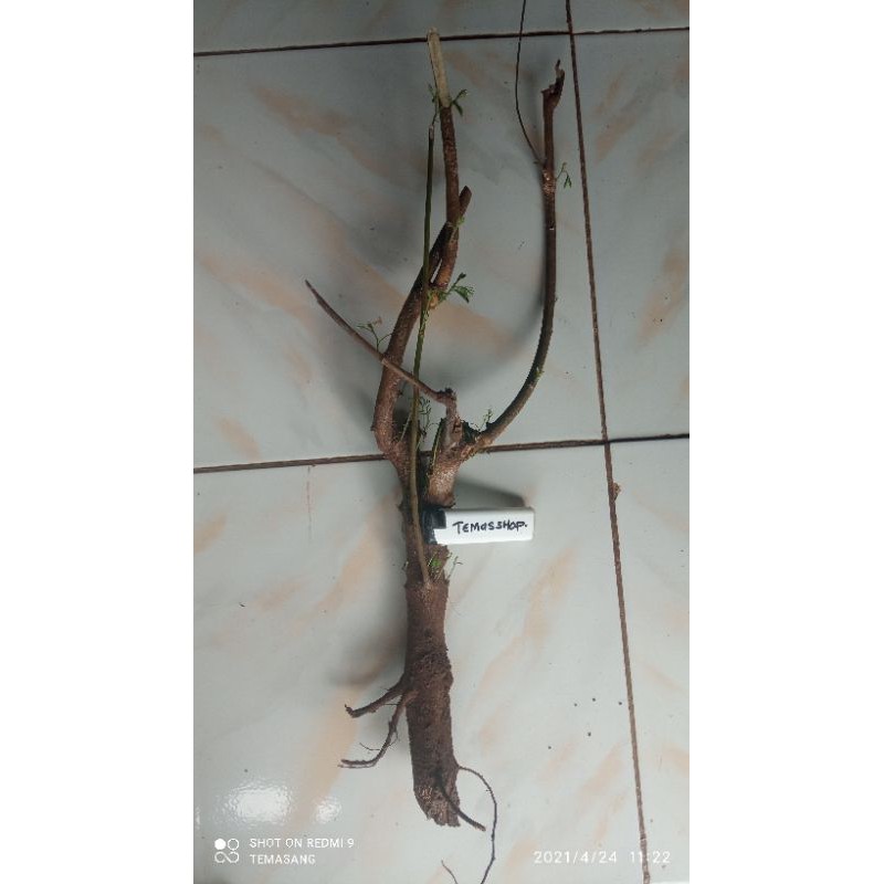 bahan bonsai kaliandra