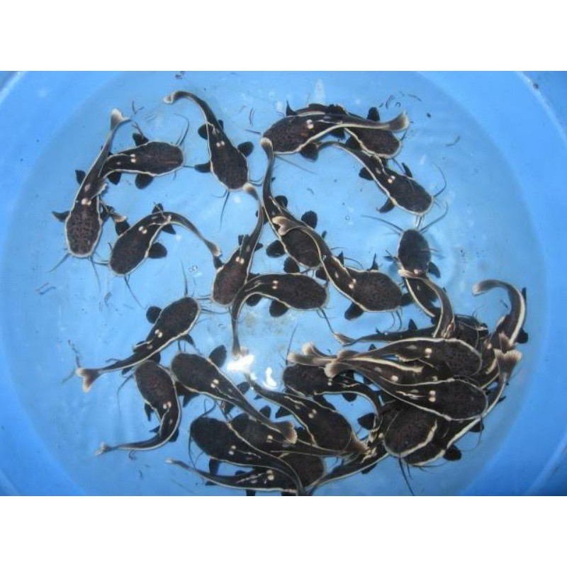 PROMO PAKET RESELLER 10 Ekor Redtail Catfish (RTC) Size 6-7 cm