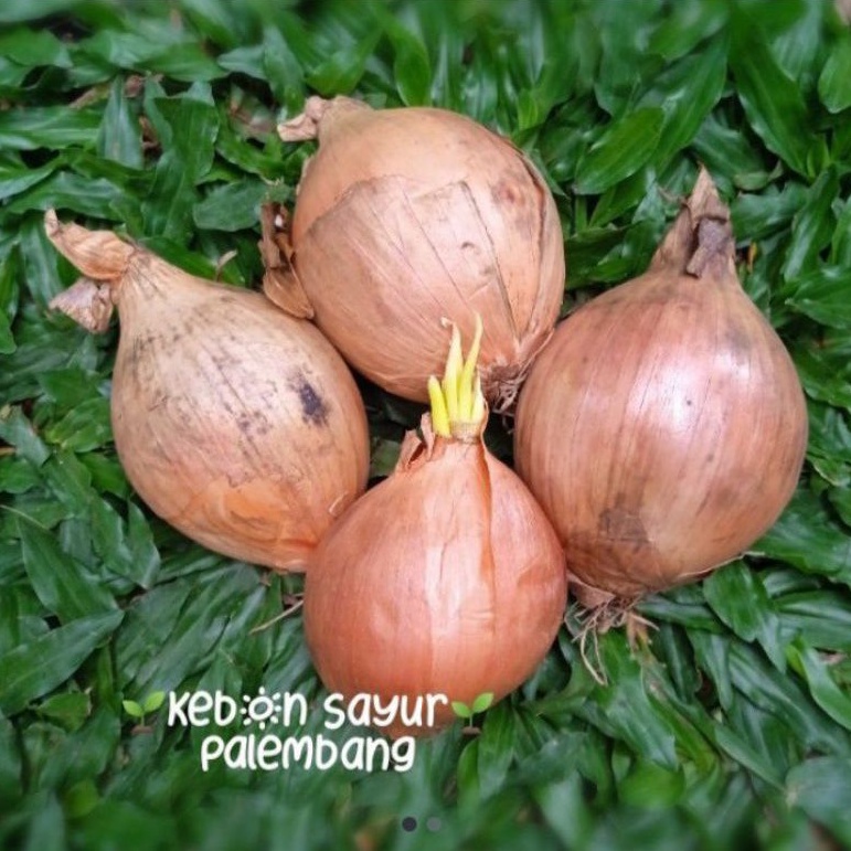 

kebun sayur bawang bombay 1 pcs