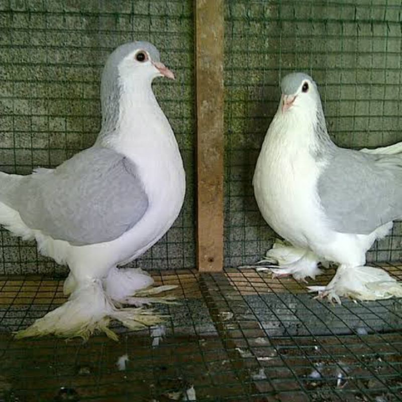 TELUR TETAS MERPATI LAHORE SILVER UNTUK DI TETASKAN