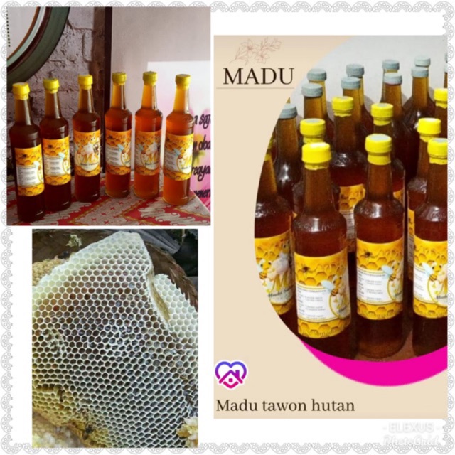 

Madu Sulawesi (Madu Hutan - Kuning)