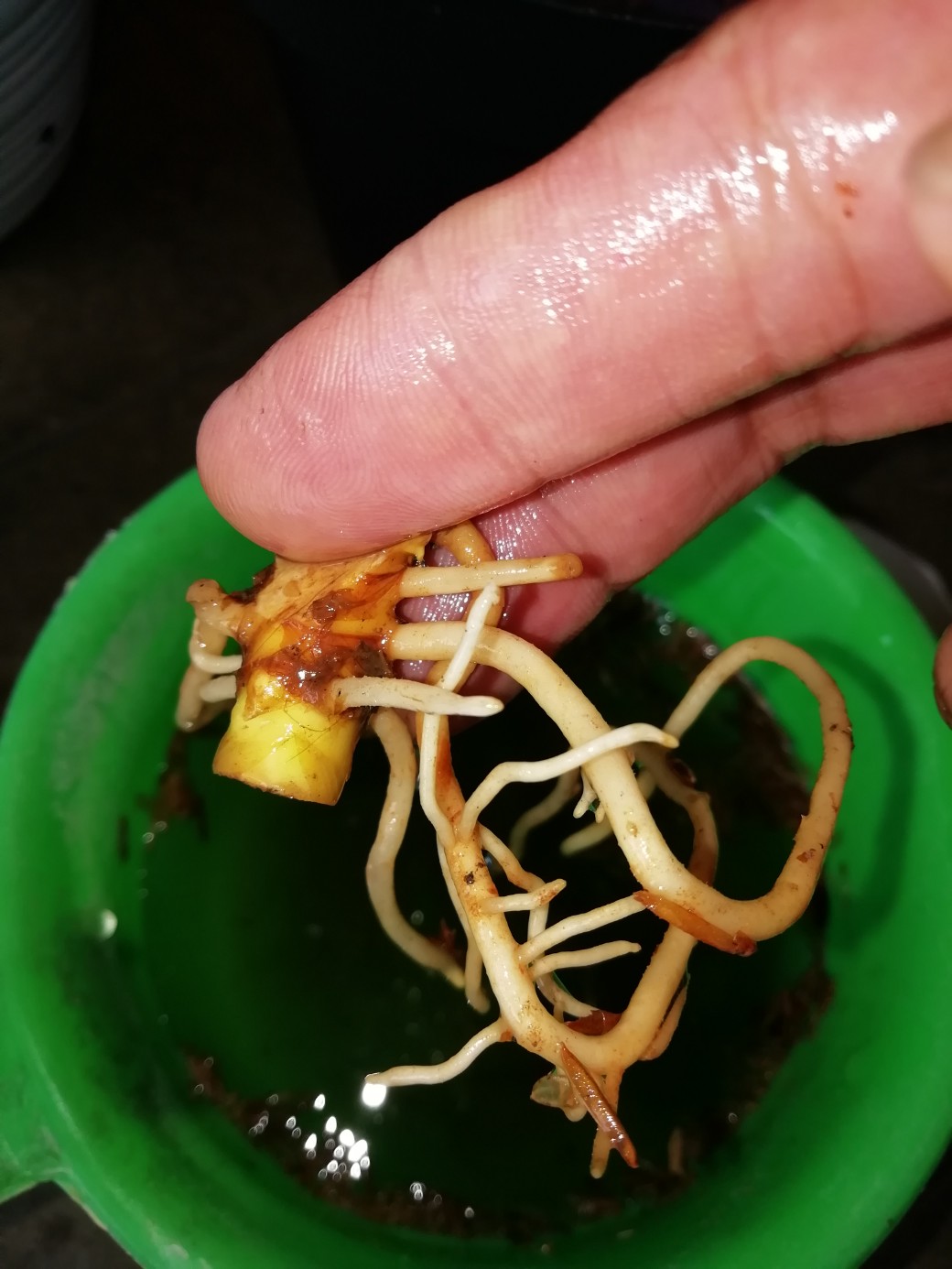 Bonggol Bunga Aglonema Golden Hope