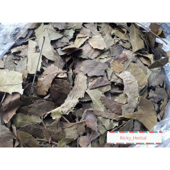 

Silahkan Order Daun Mimba Kering 1Kg