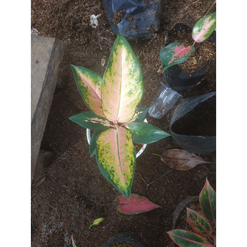 Promo Aglonema Kochin Hybrid / Aglaonema kochin termurah