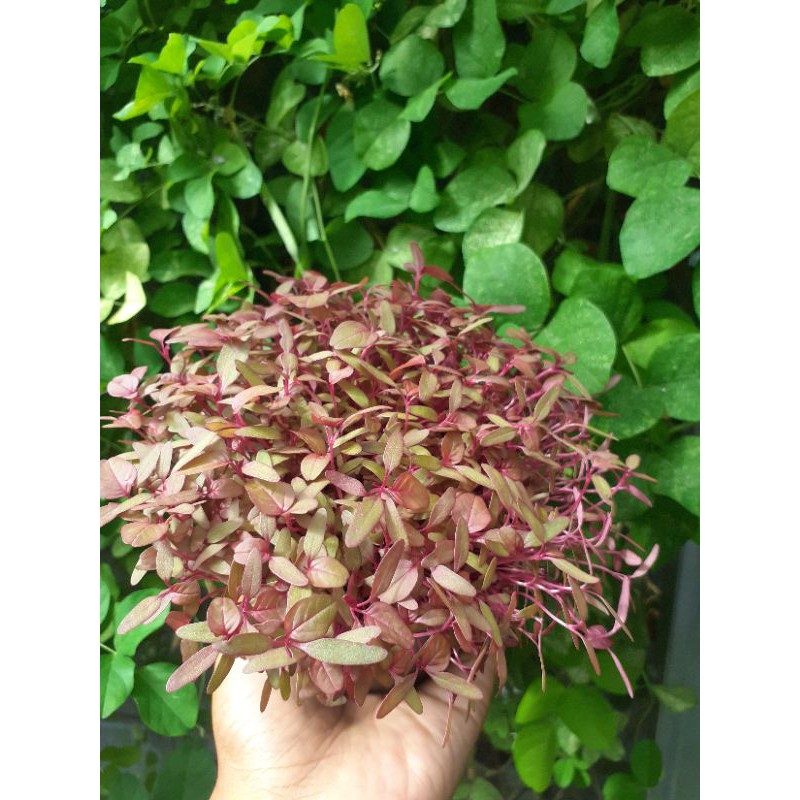 

MICRO RED AMARANTH