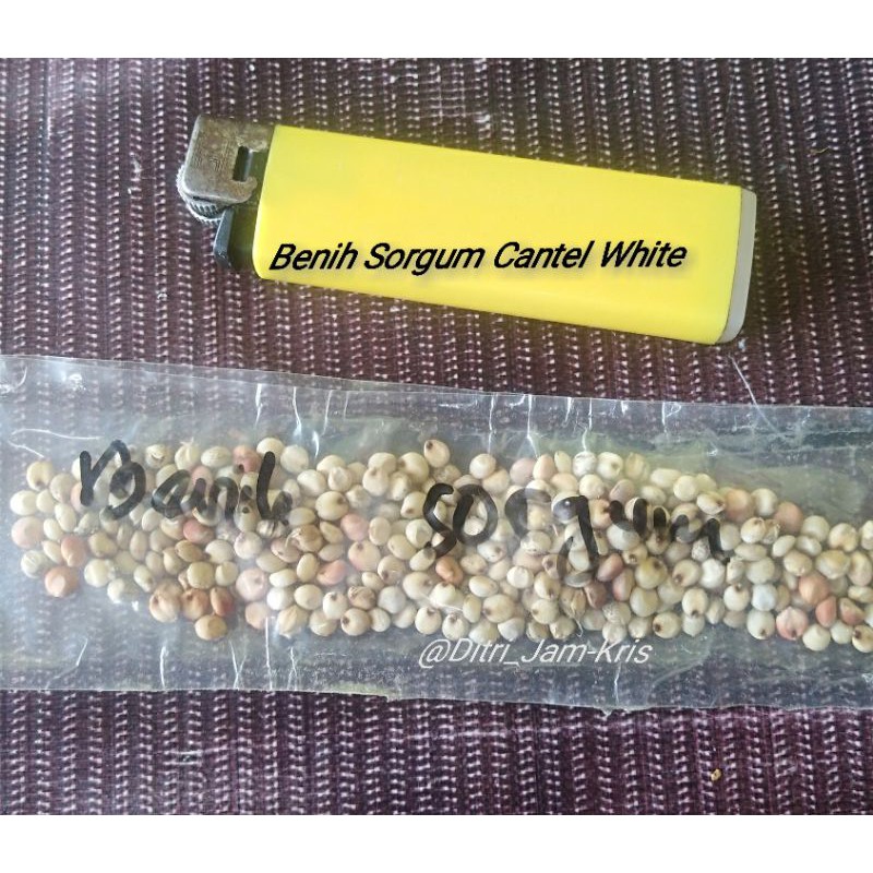 Benih Sorgum Numbu Biji Sorgum Cantel Tanaman Sereal Orien White