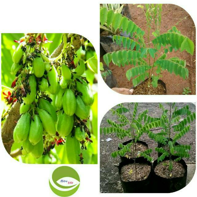 Bibit Tanaman Buah Belimbing Wuluh/Pohon Buah Belimbing Wuluh