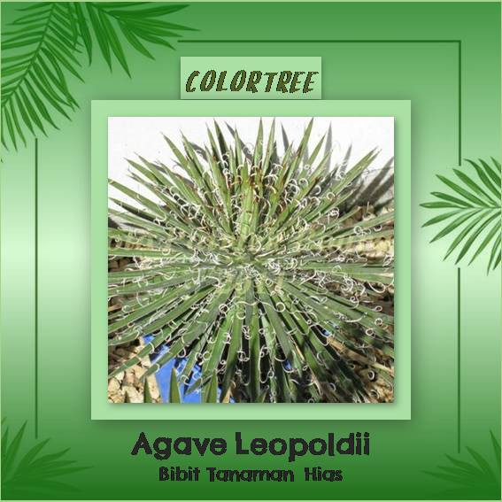 Tanaman Hias Agave Leopoldii