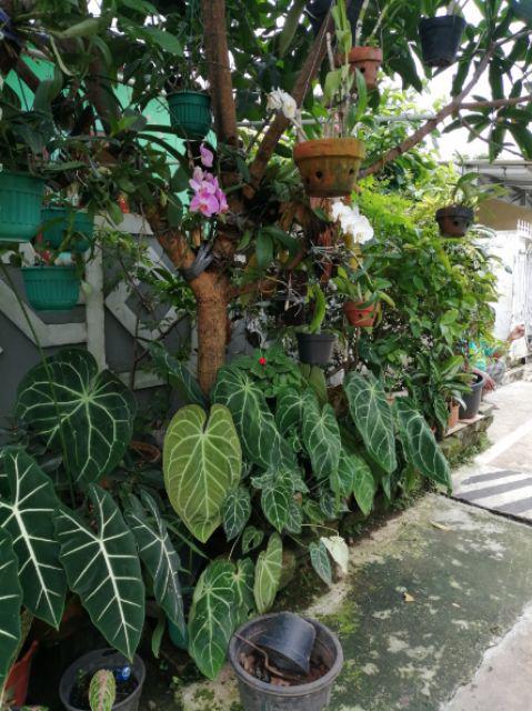 Gamis Batik Manggar, Padi,sekar,cantik,kubis,kipas,daun,kupu,nadine,gendis,kawung,parang,serit,seno