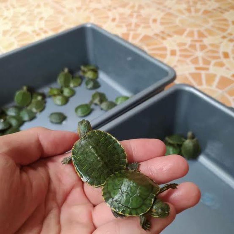 Hiasan Aquarium Kura-Kura Brazil / Kura-Kura Hijau
