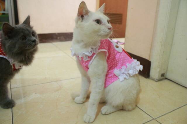 Baju cupcake polkadot baby pink lucu untuk kucing dan anjing size S M L XL