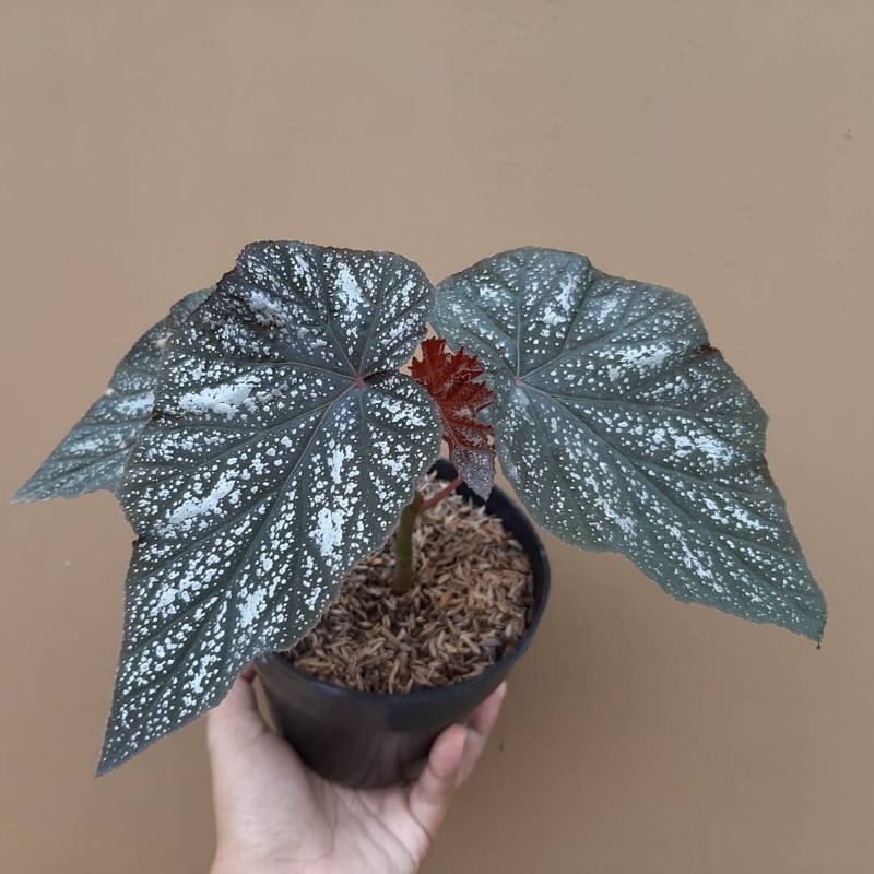 Tanaman Bunga Begonia Silver Daun Kecil Shopee Indonesia